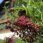 umgebung august 18